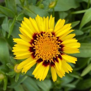 Meet your Posher, Isabella